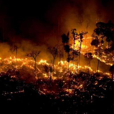 Veja a declaração da Mesa Redonda da Soja Responsável sobre a situação da Amazônia e do Cerrado